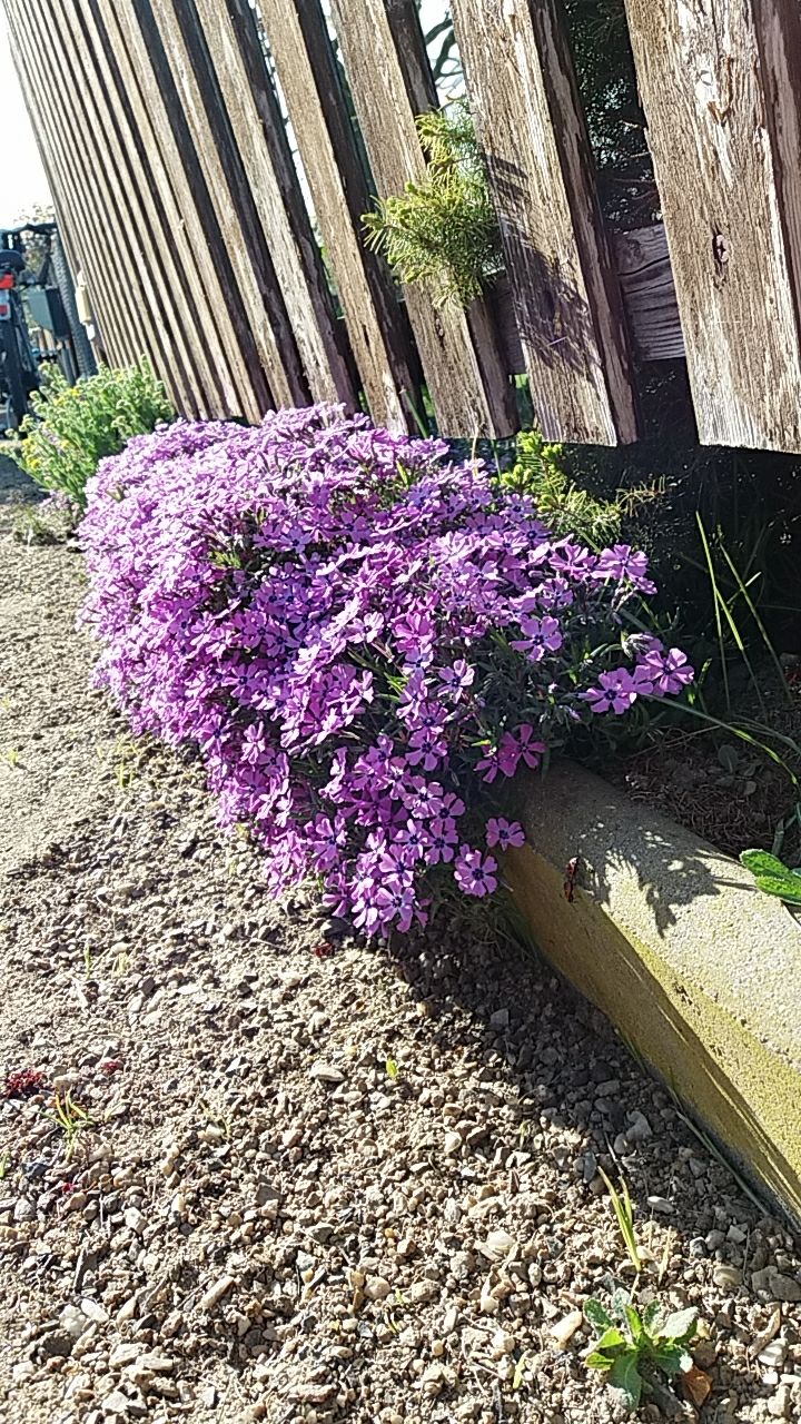 Bienenfreundlich