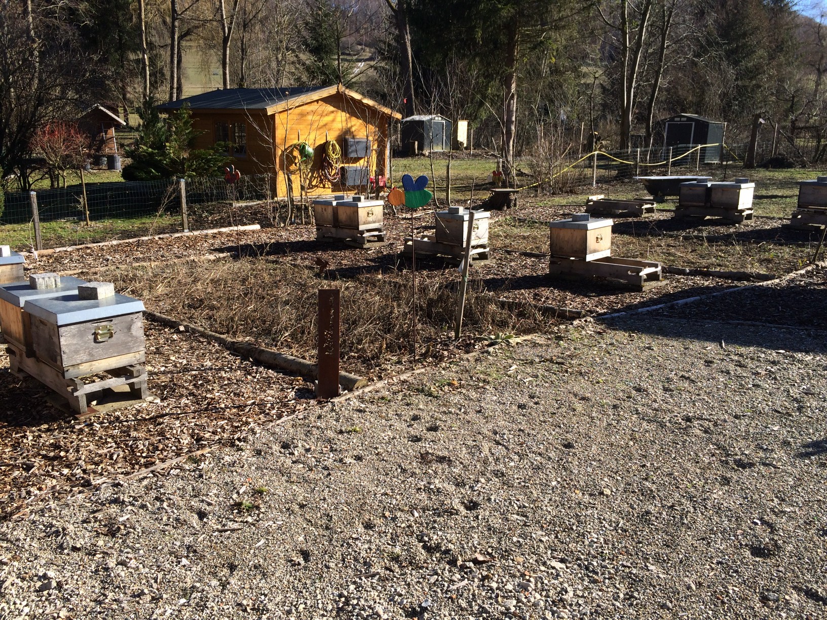 Wir schaffen eine Oase für Bienen und andere Insekten