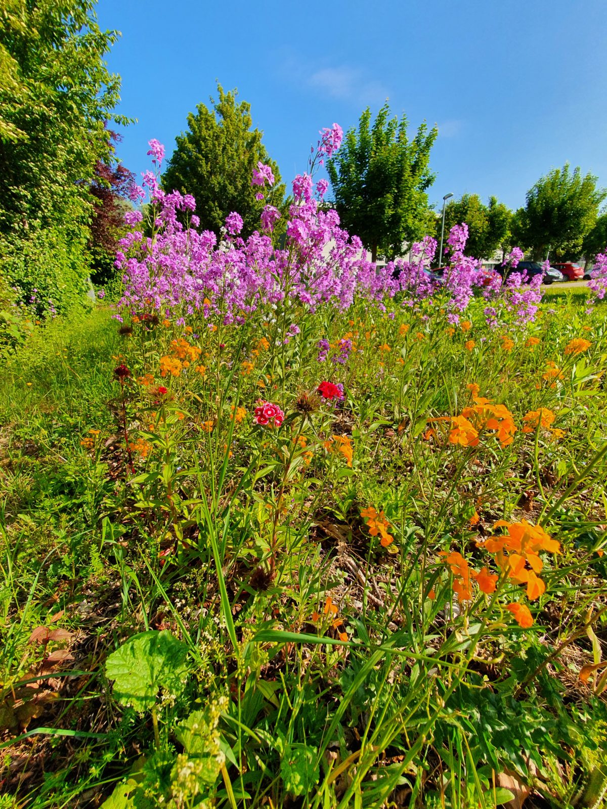 Die Blumenwiese im Wandel, Veränderung der Vielfalt