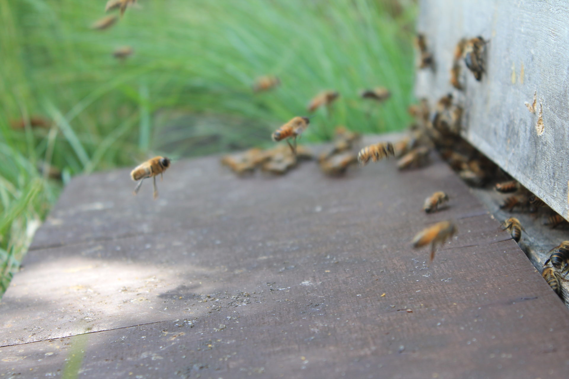 Eine Bienenarche entsteht