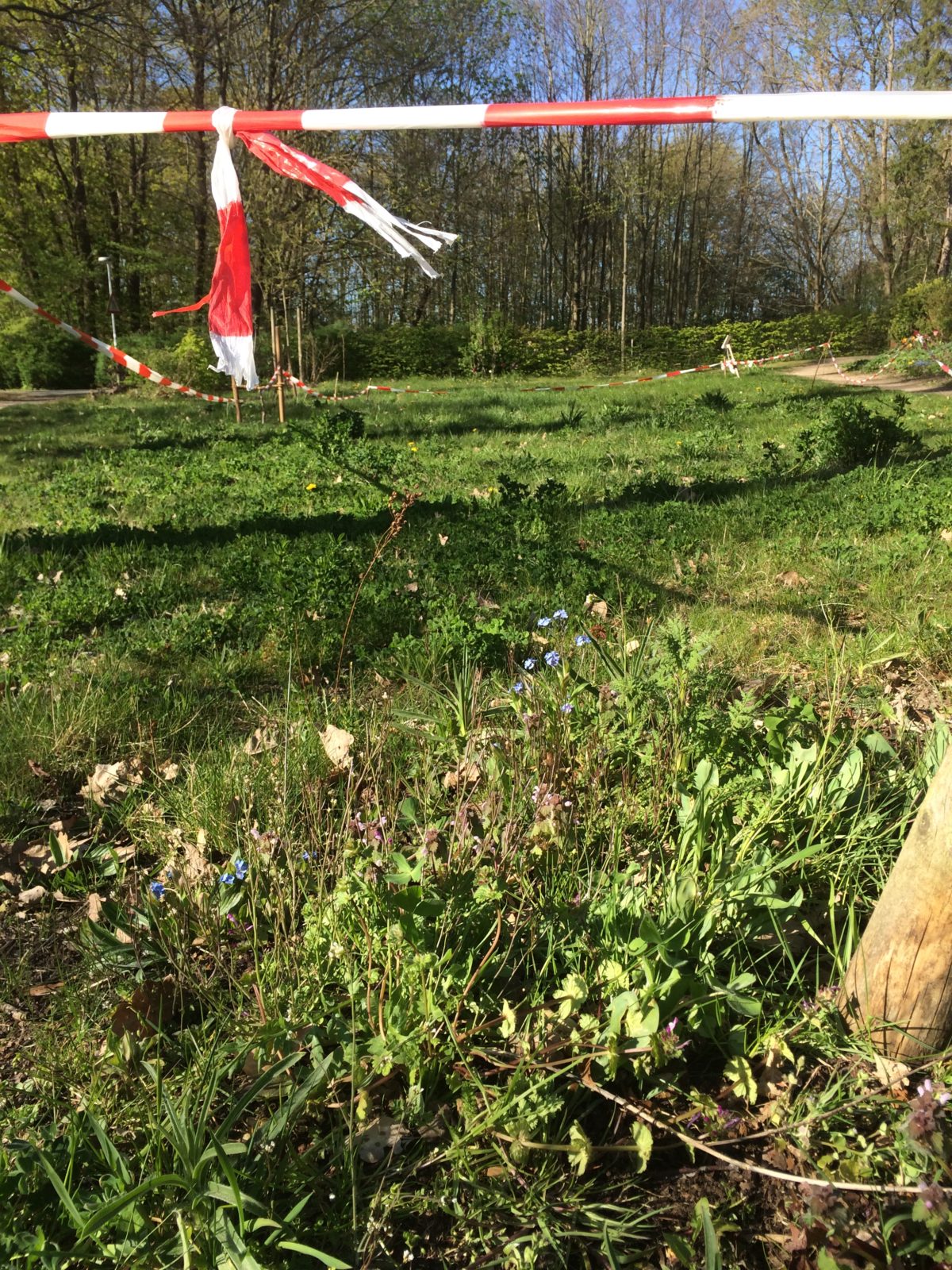 Wildblumenwiese und Insektenhotel im Wohnprojekt LeNa