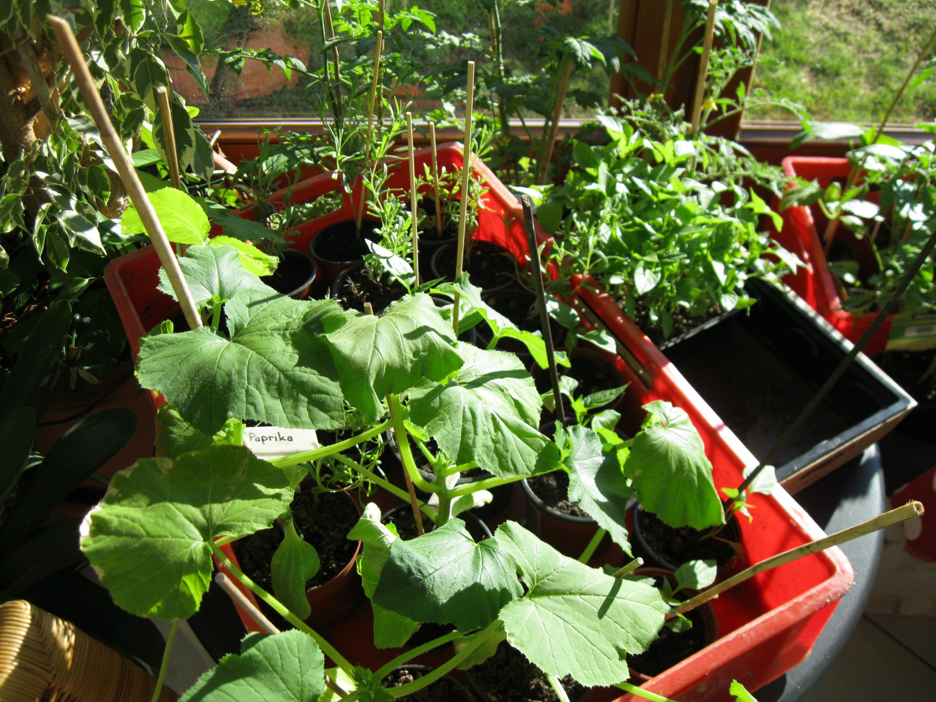 Vorkulturen von Gemüse und Blumen
