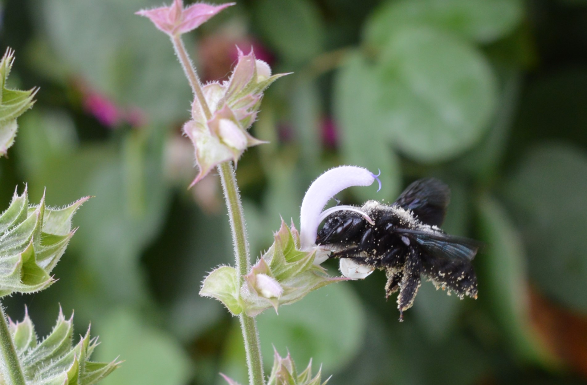 Das Bienenjahr 2020