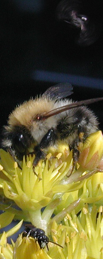 Wildbienen-Konzerte an der Deutschen Oper