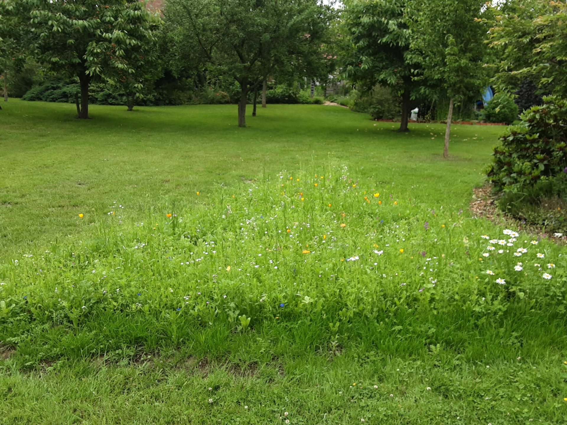 Blumenwiese