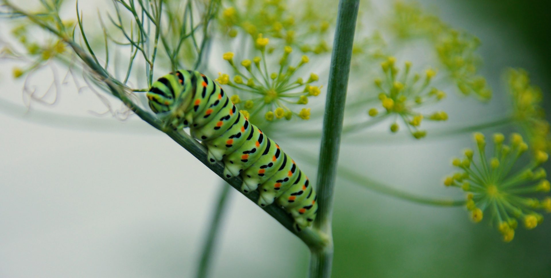 Lebensraum statt Insektenhotels