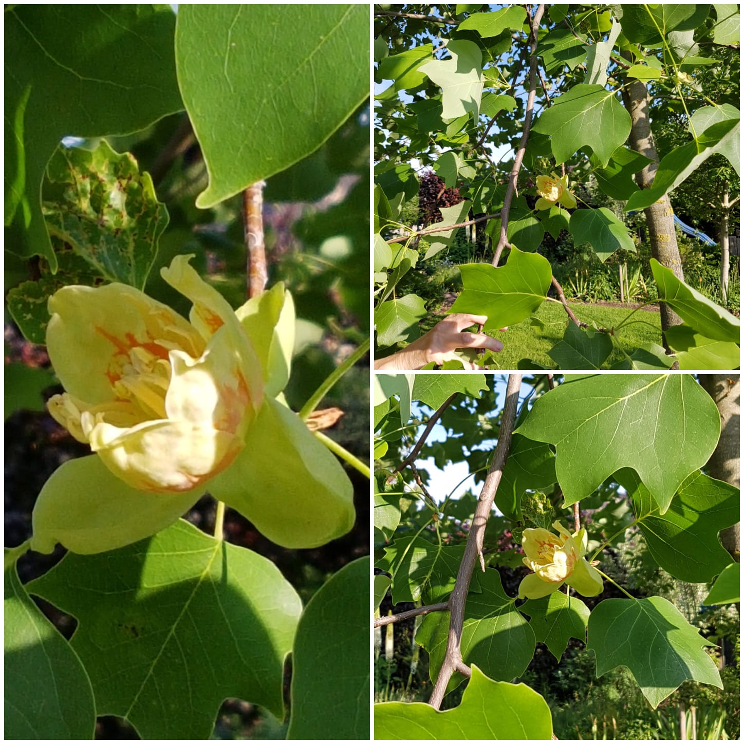 Tulpenbaum