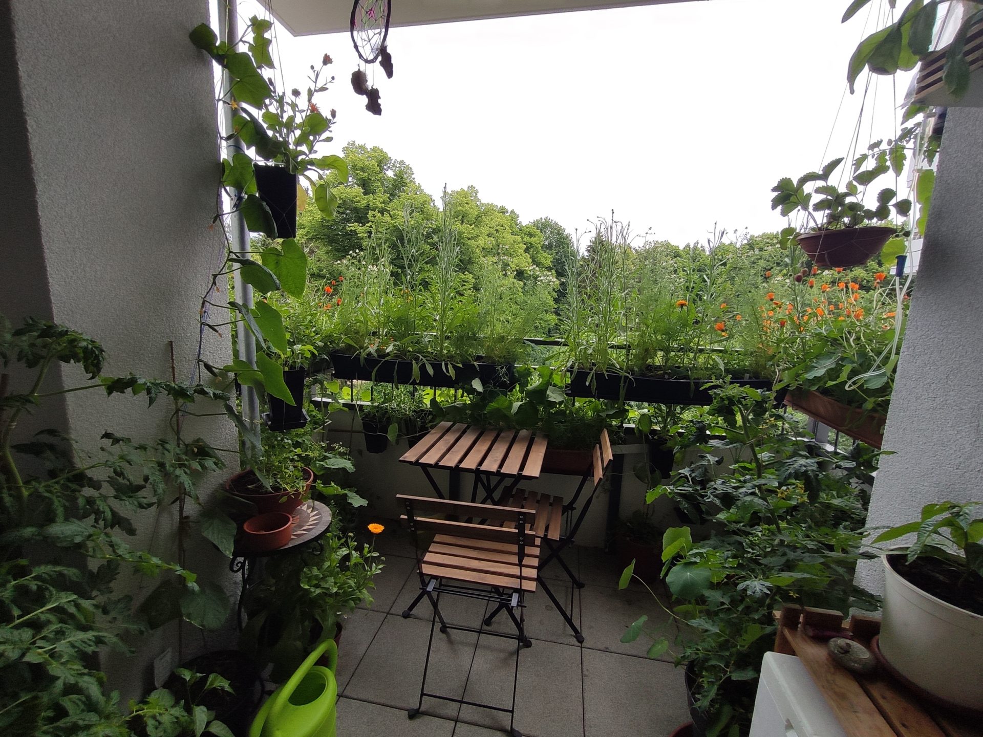 Insektenbiotop und Heilkräuterbalkon