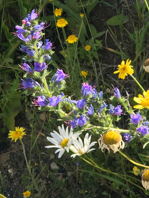 Wildblumenwiese am CeraTechCenter Höhr-Grenzhausen