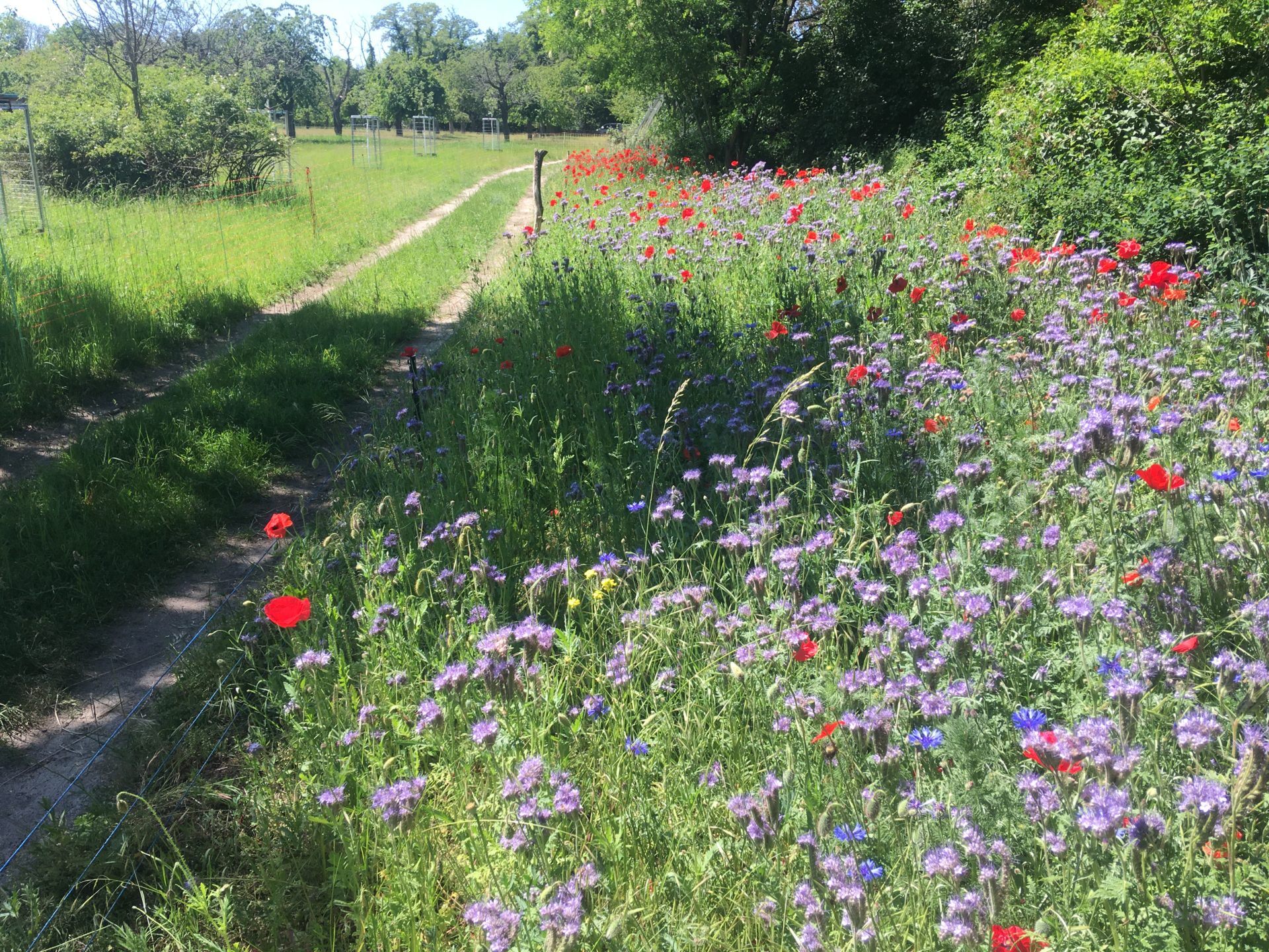 Ein Blühstreifen auf der BUND-Streuobstwiese in Stahnsdorf, südlich von Berlin