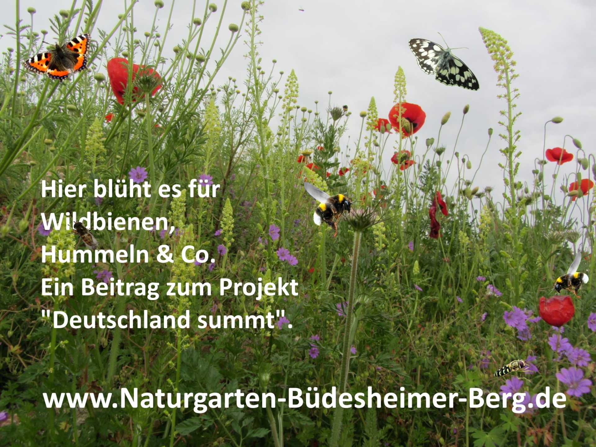 Naturgarten Büdesheimer Berg (Überblick Gesamtprojekt))