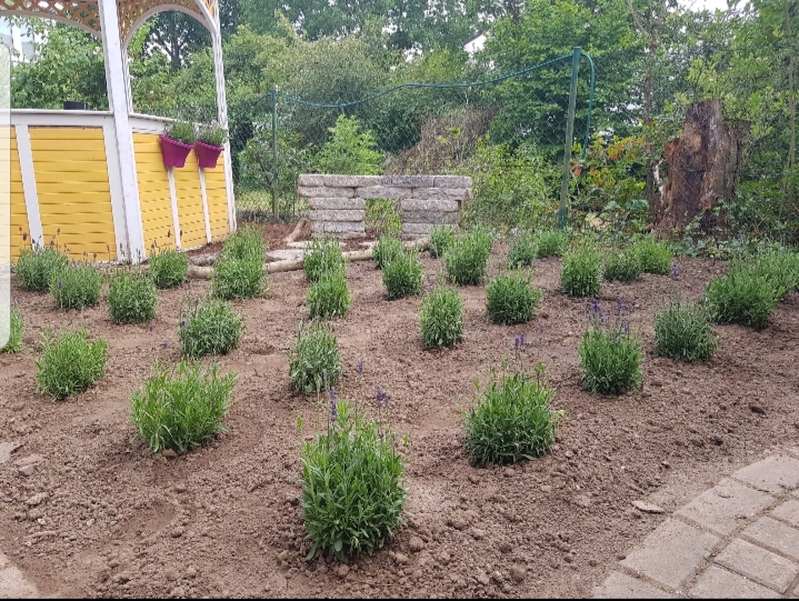 Lavendel für Bienen und Co.