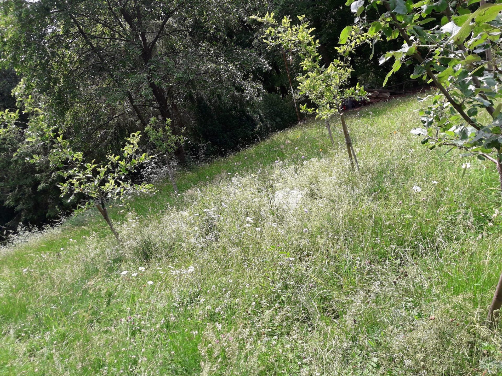 Waldgarten im Wandel