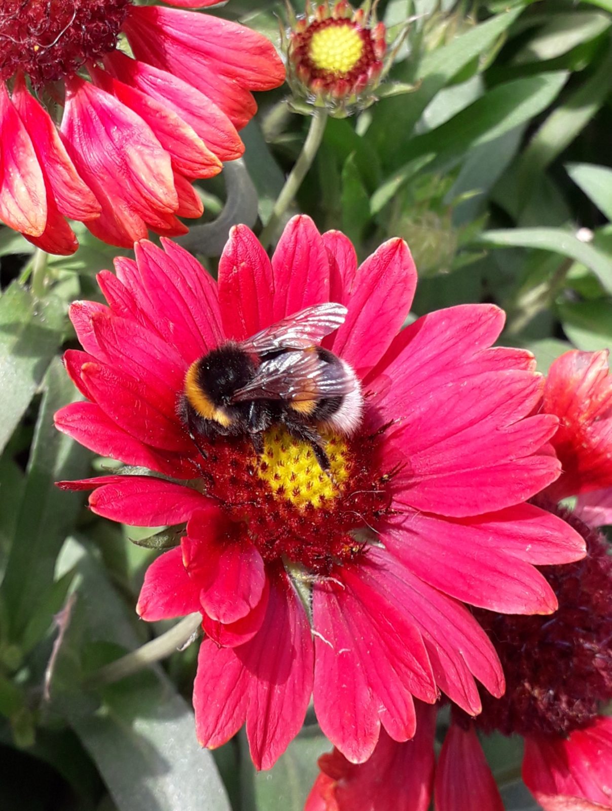 Ein Sommermärchen entsteht