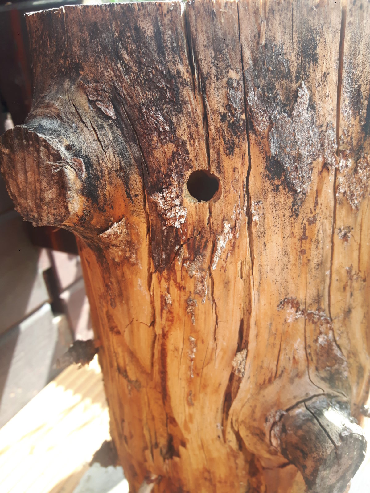 Unterstützung der Insekten und anderes Getier mit Schaffung von Nahrung und Wohnraum