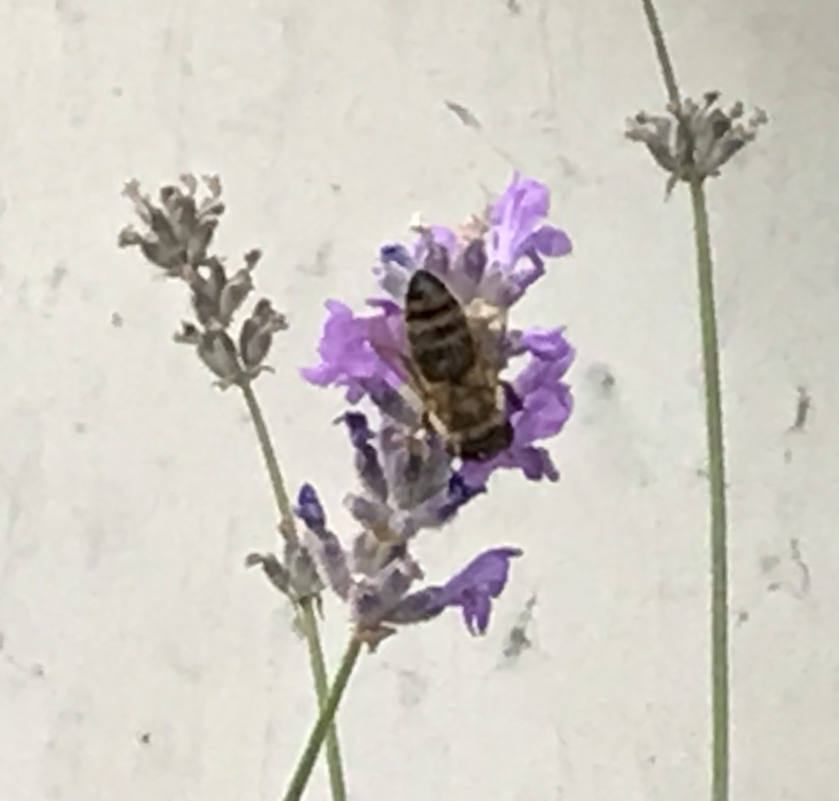 Oase für Insekten aller Art