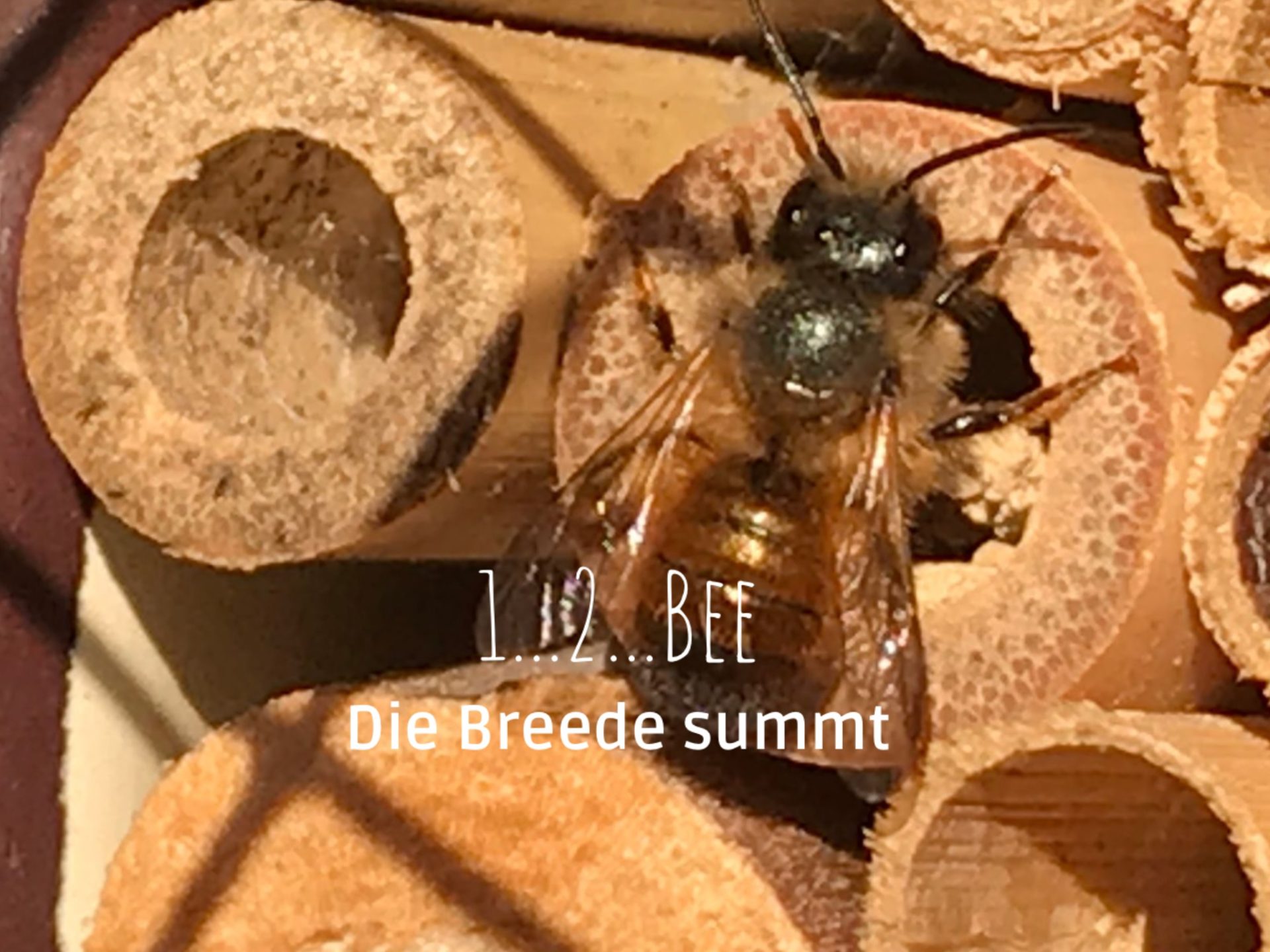 Die Breede summt –  Nisthilfen für Insekten, Lebensraum und Naturmodule