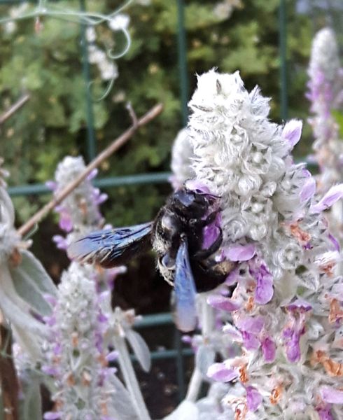 2020 – Meine erste blaue Holzbiene im Garten!