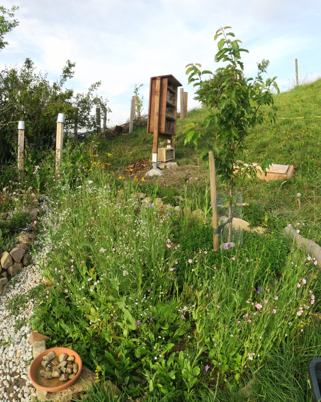 Wildblumenwiese am Kirschbaum