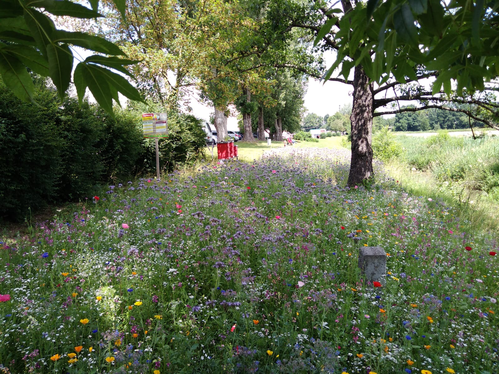 Bienenfreundliche Blühwiese und Firmenbienen bei der WOLF GmbH