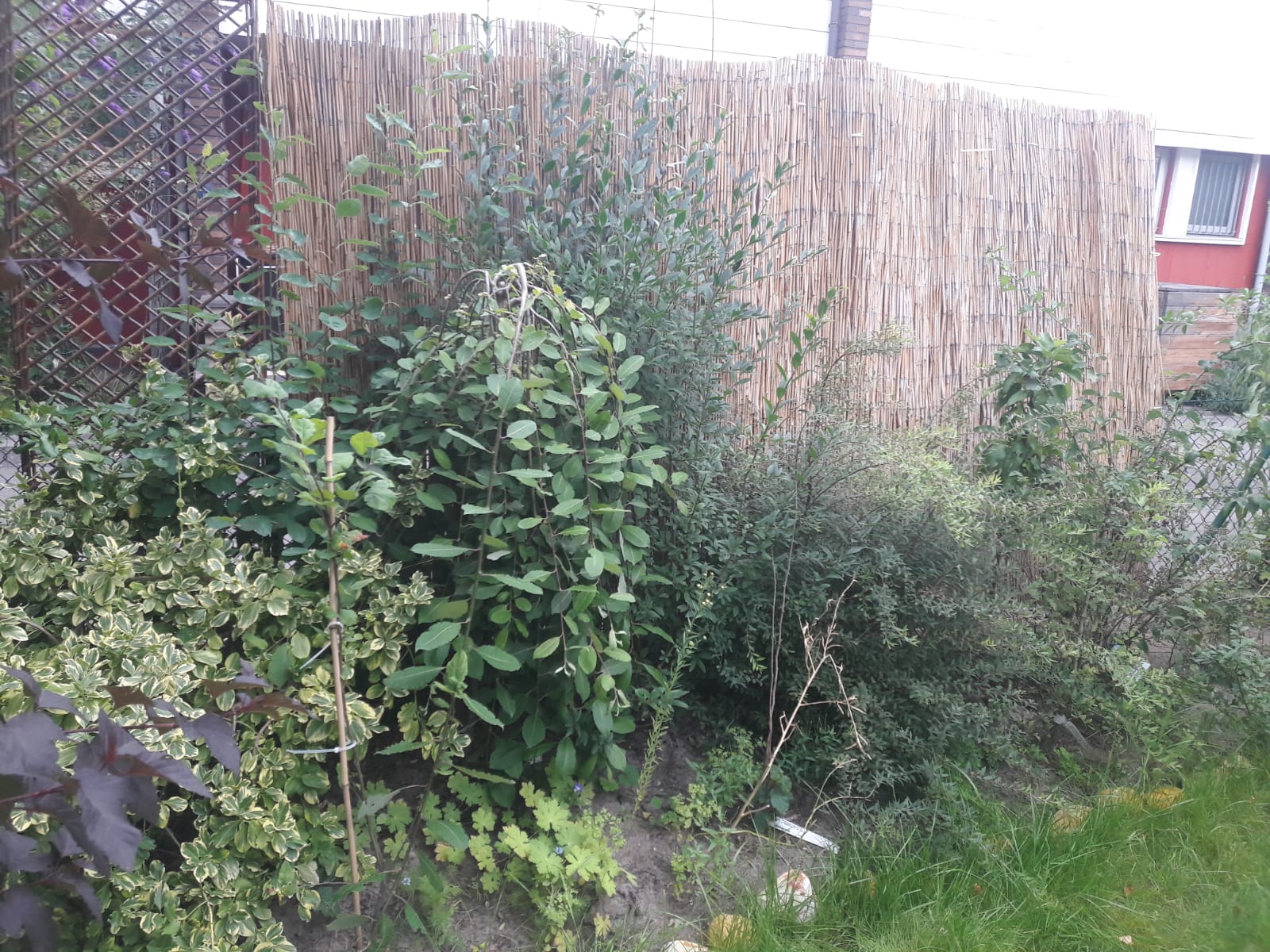 Meine neue Hecke…
