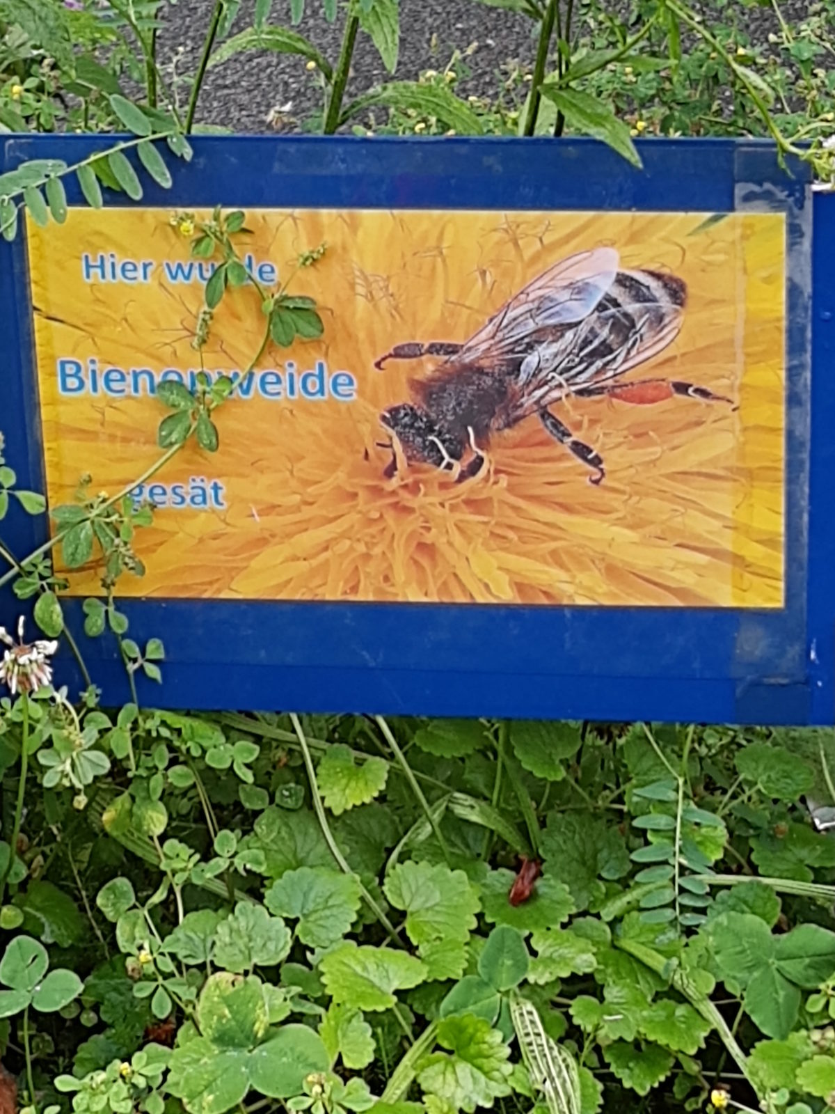Mit Herzblut zum naturnahen Garten II