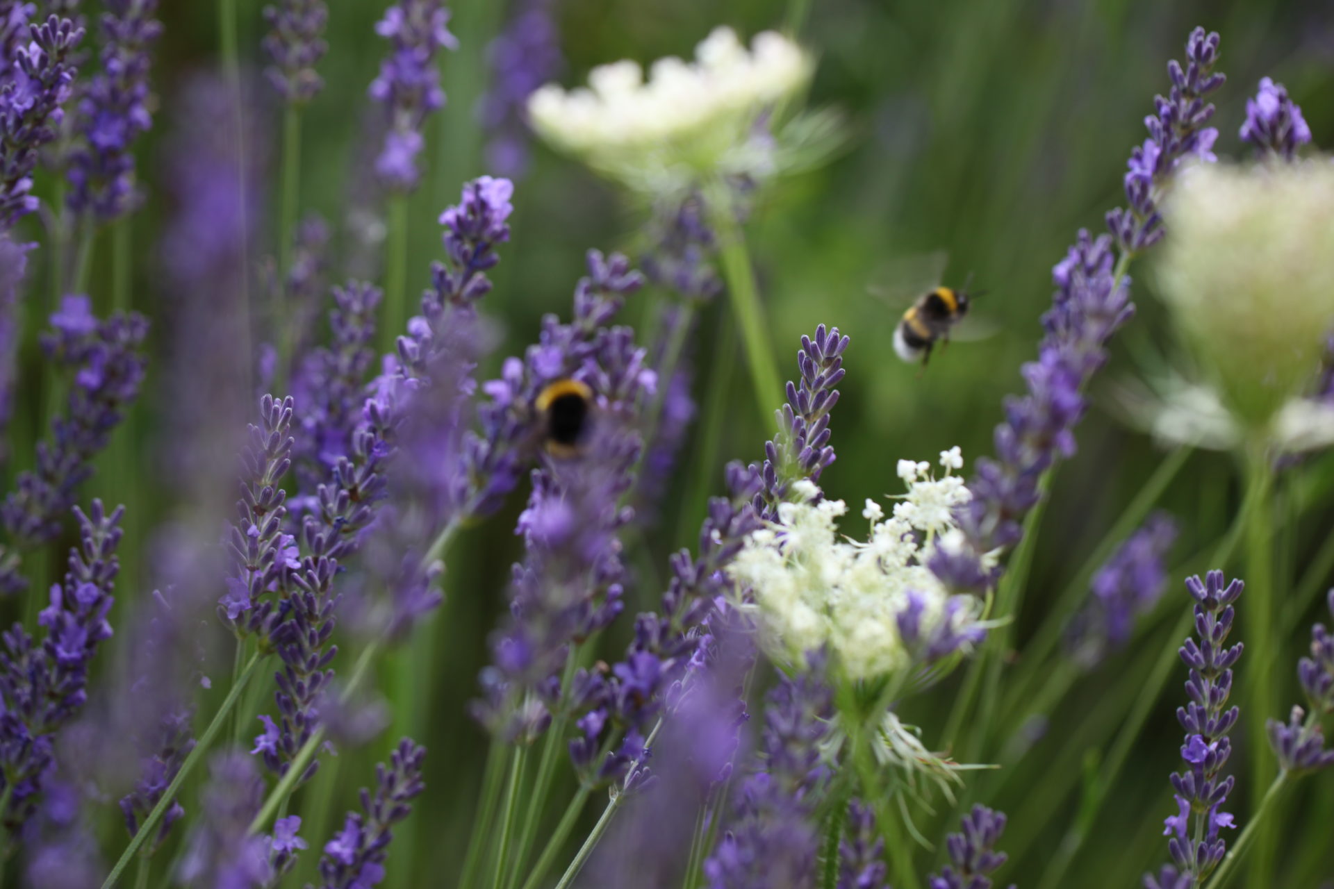 Garten der Sinnlichkeit