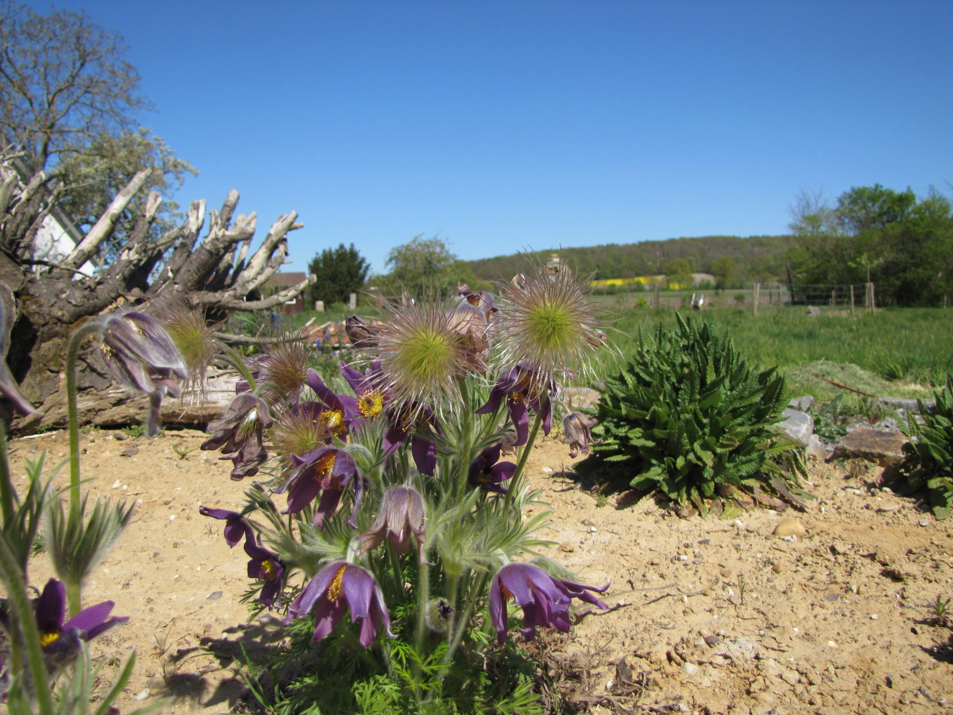 Hortus Quercuum