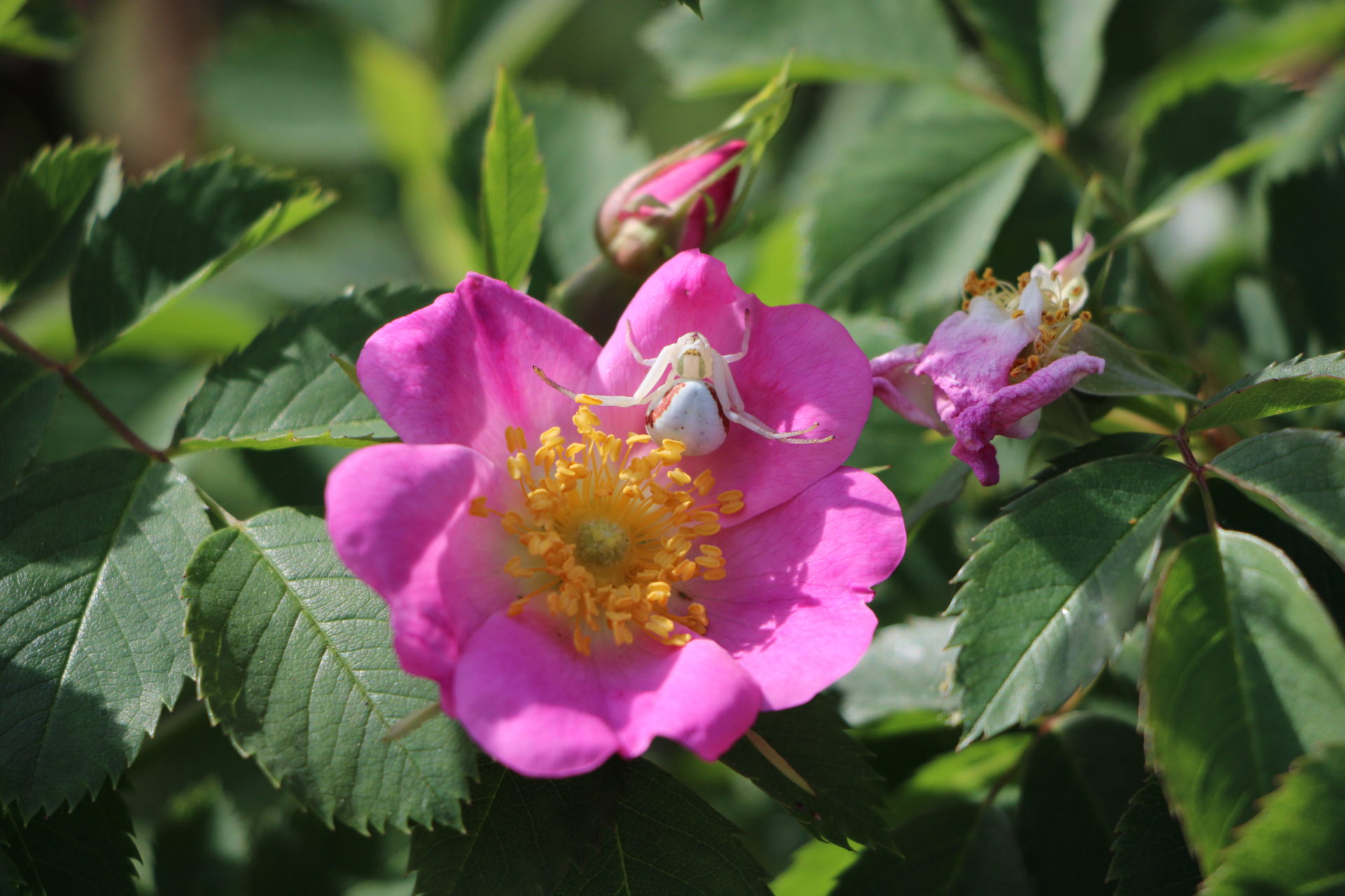 Michas wilder Garten