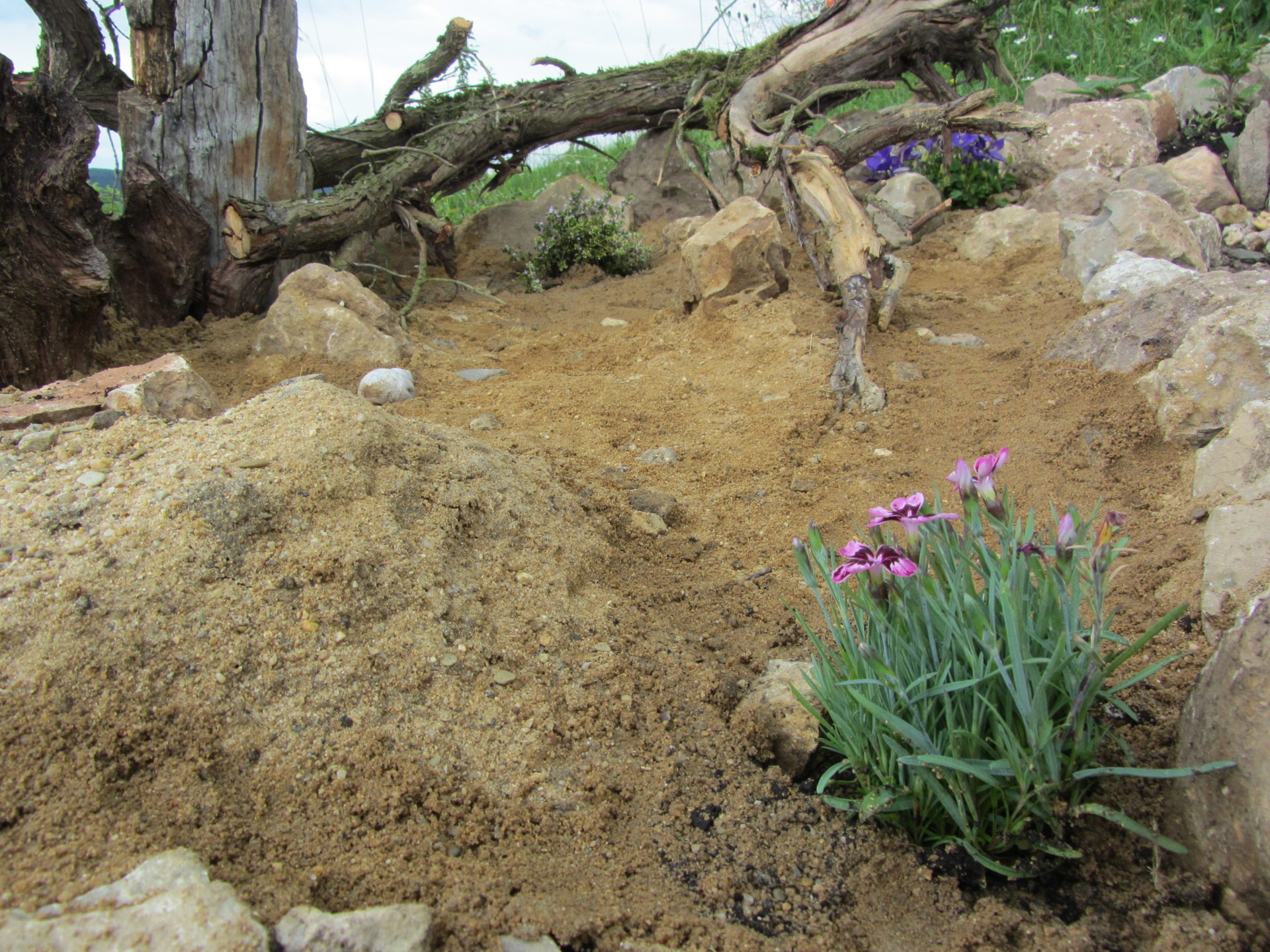 Sandarium für bodennistende Wildbienen und Lehmpfütze