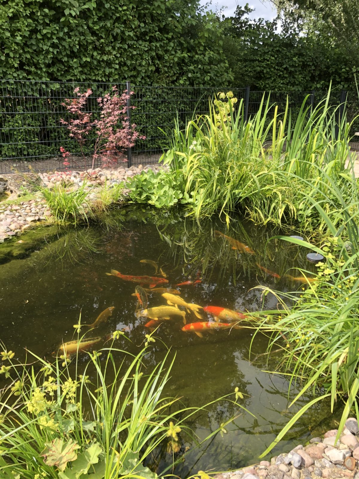 Vom steinreichen Garten zum bienenfreundlichen Blütenparadies!