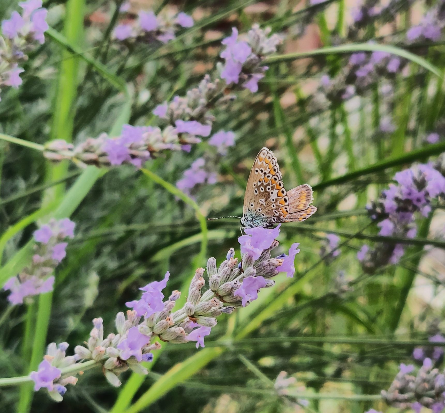 Von der Steinwüste zur Insektenoase