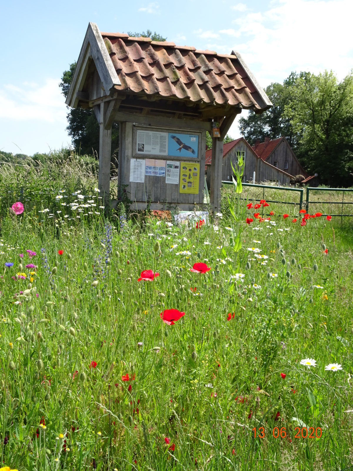 Wildbienen-Lehrpfad – dezentral- im Münsterland