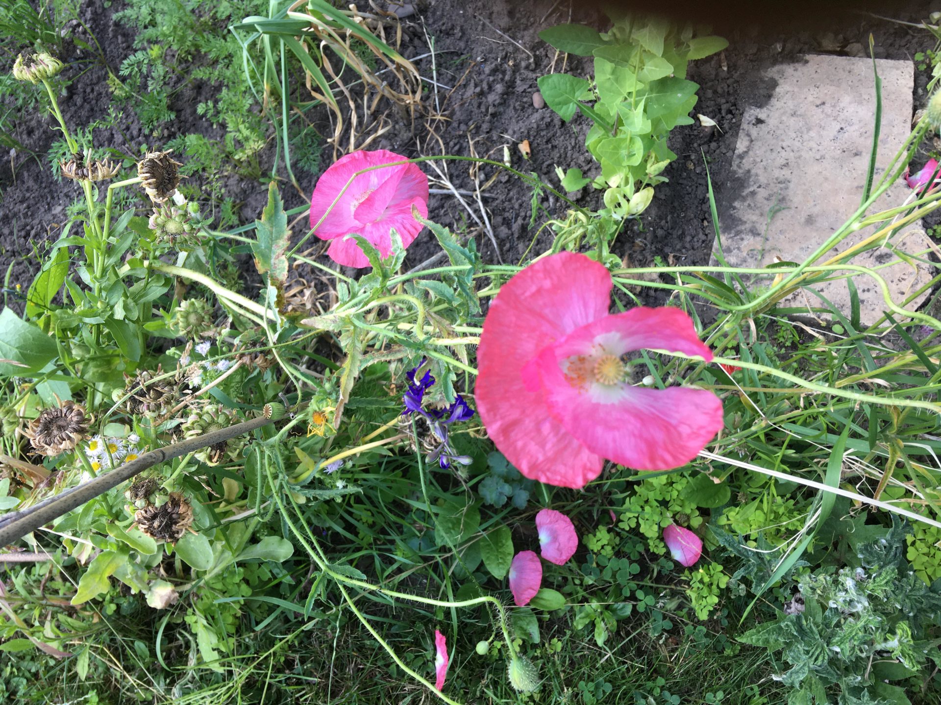 Kunterbunt statt Kirschlorbeer