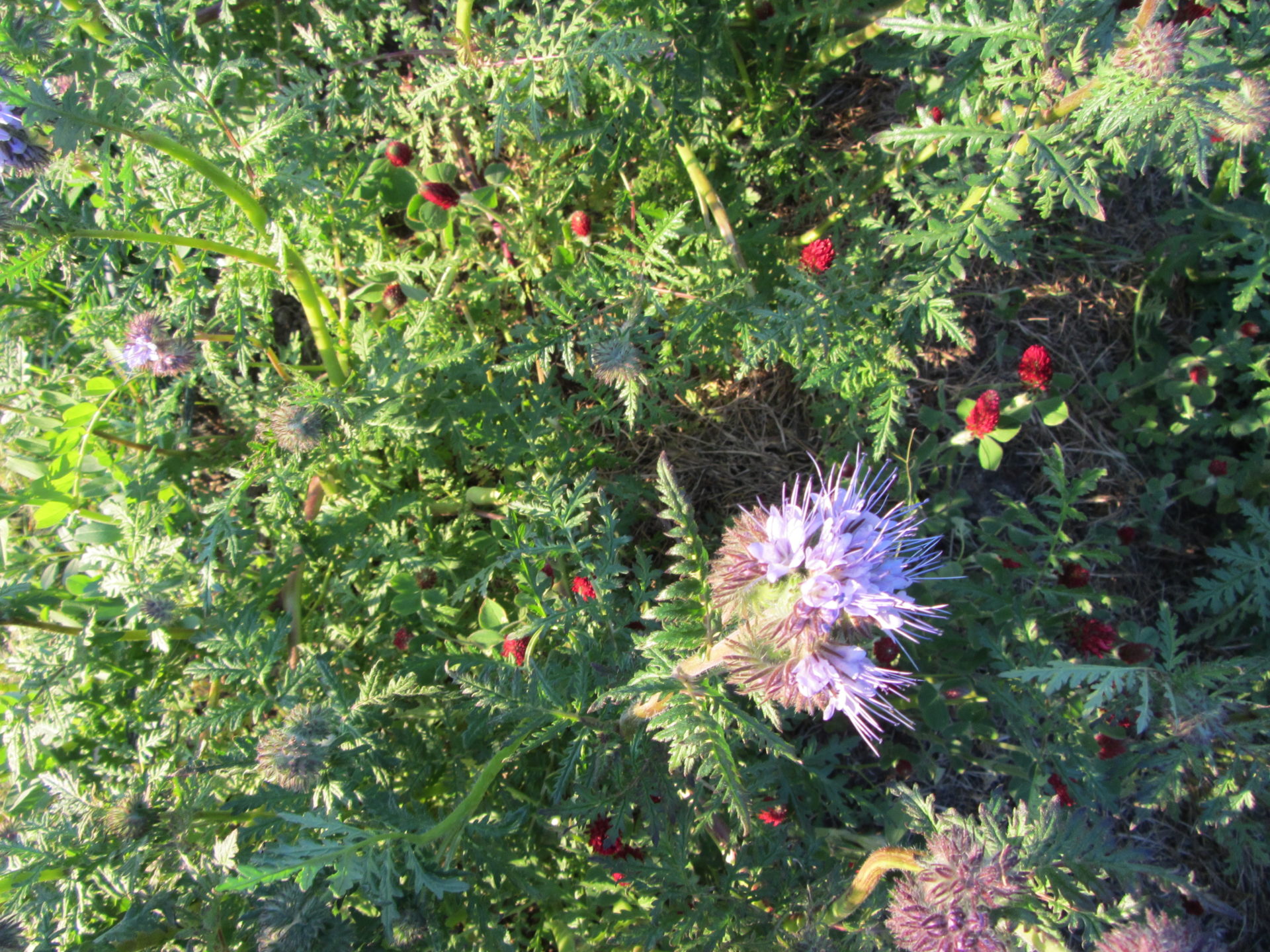 Phacelia-Beet