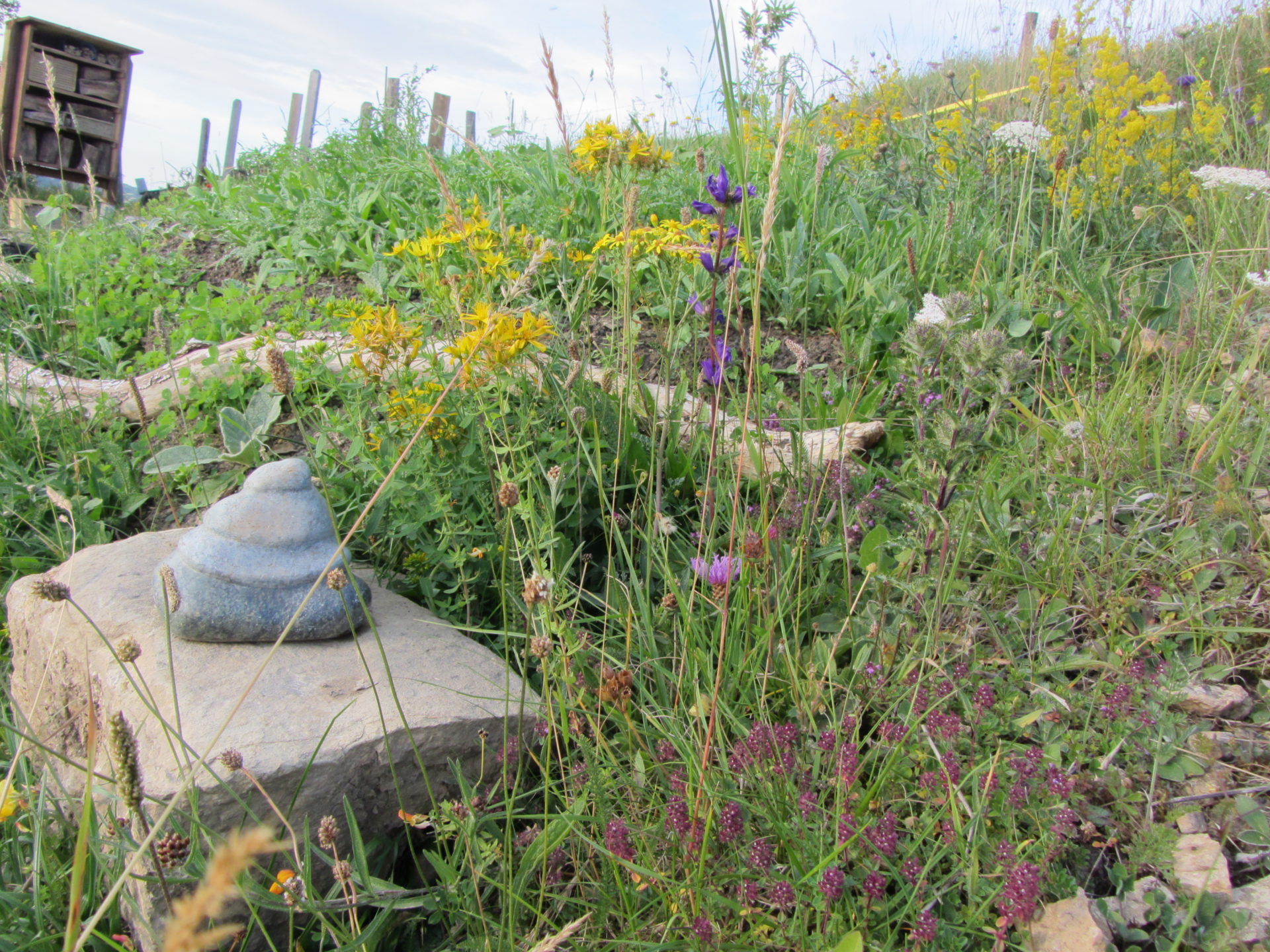 Wildblumenwiese oben Richtung Weidezaun