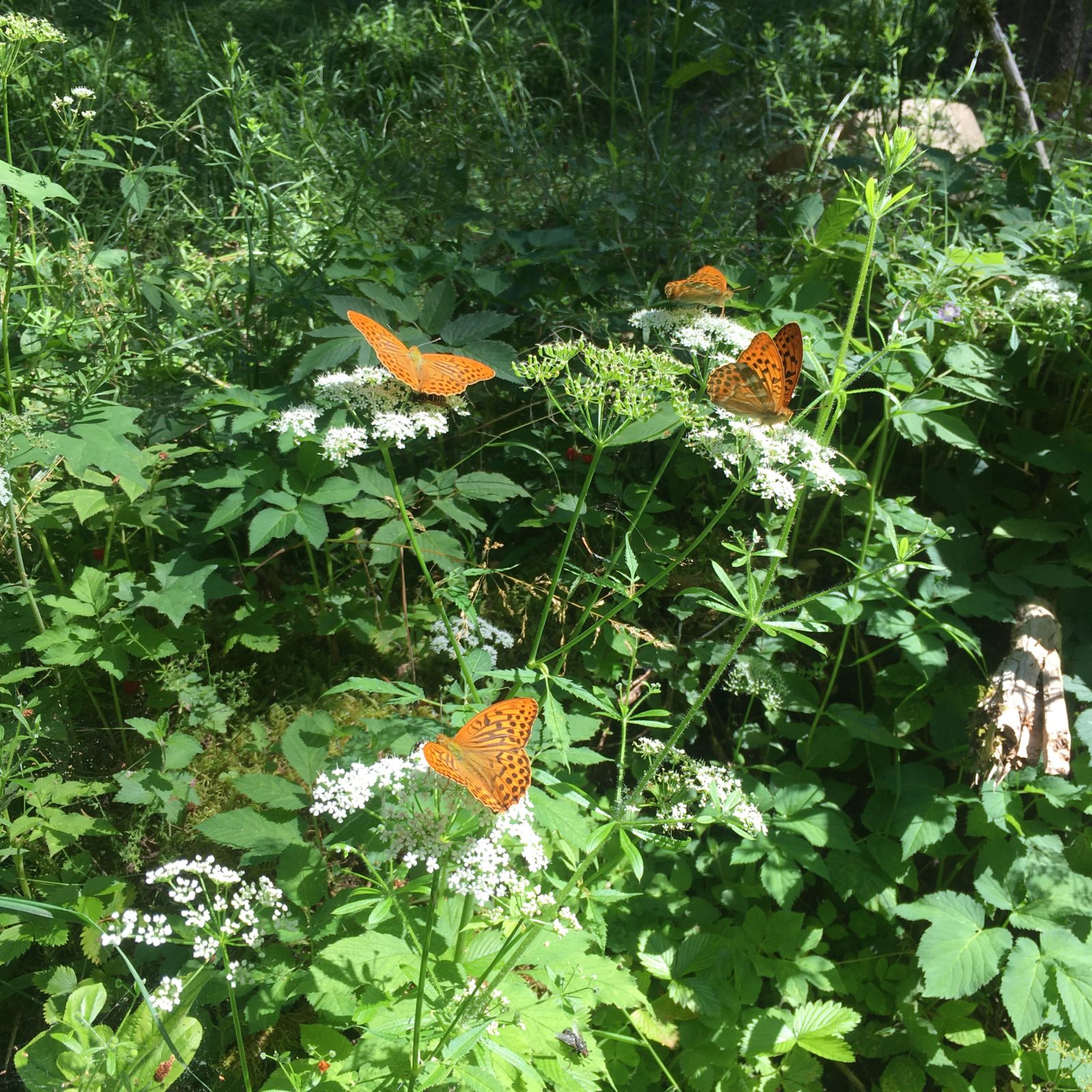 TREEMER – Bienenschutz durch Wälder, Waldränder, Totholz, lichte Waldstrukturen, Magerrasen trockenwarmer Standorte, Felsfluren