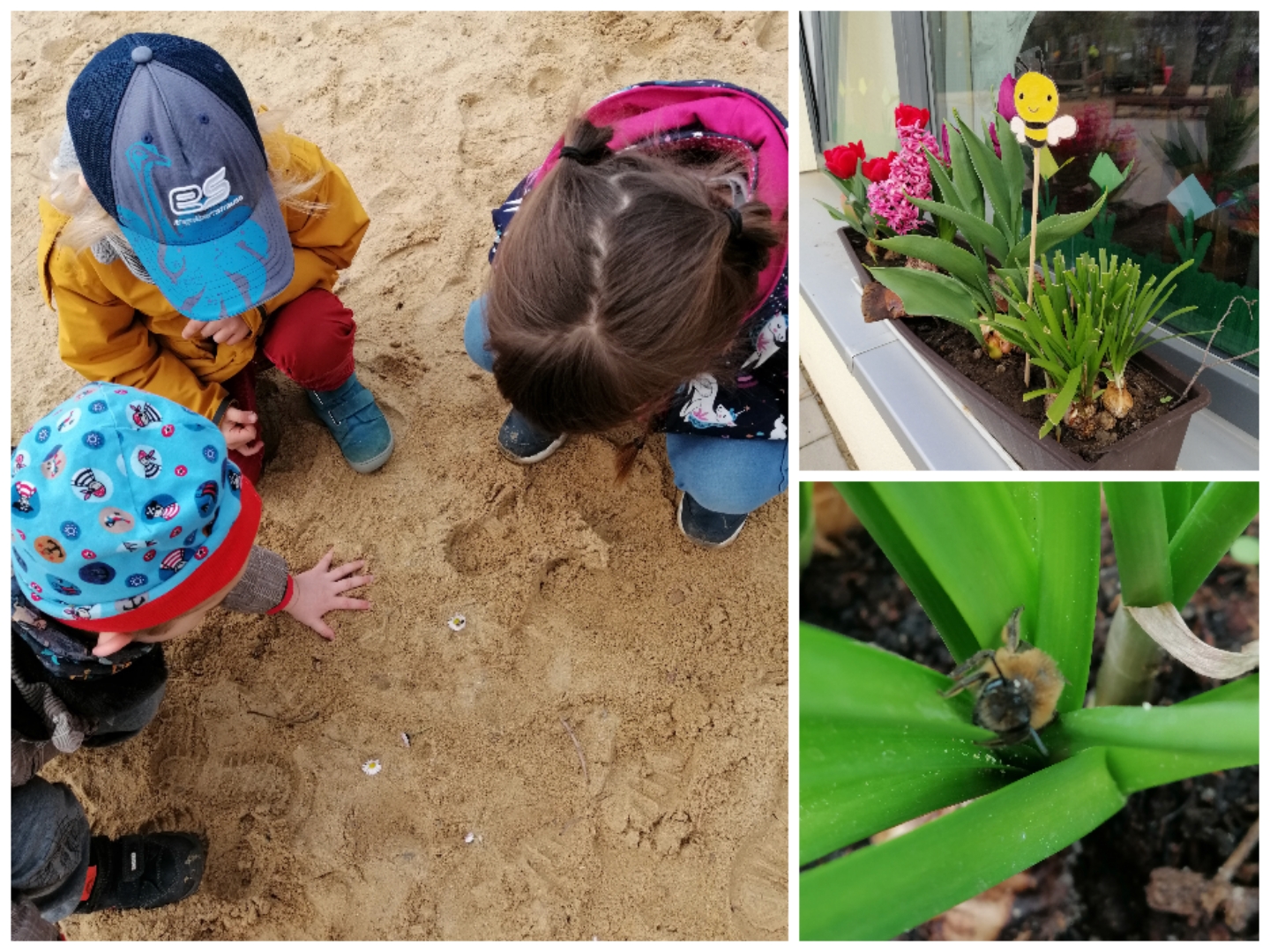 Johanniter Kindergarten „Riethspatzen“ – Die Bienengruppe tut was für Bienen