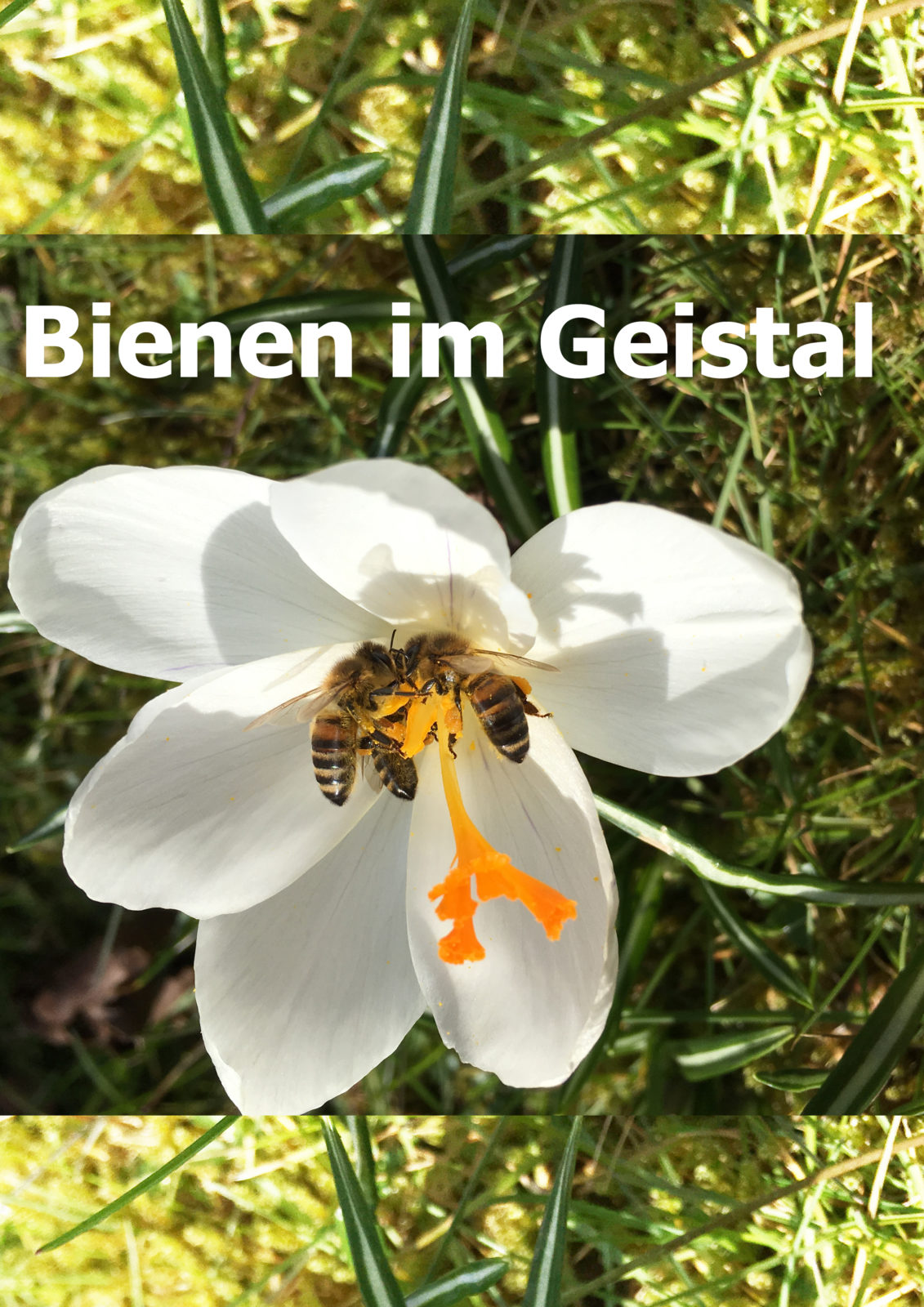 von der Steinwüste zum Bienengarten