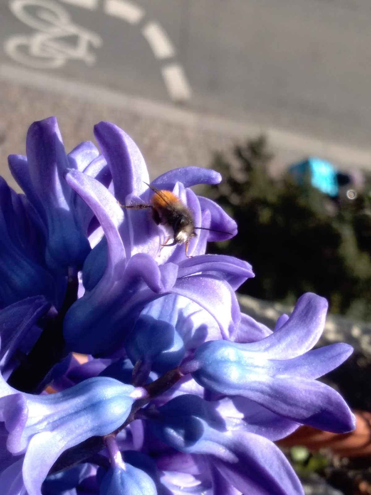 Wildbienenbalkon
