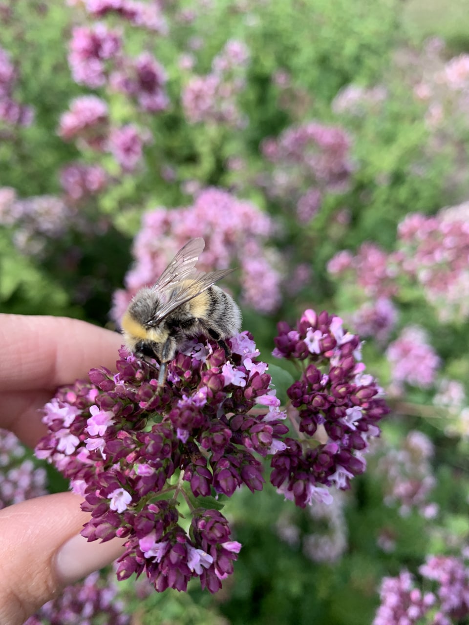 Wildbienen auf dem Weltacker