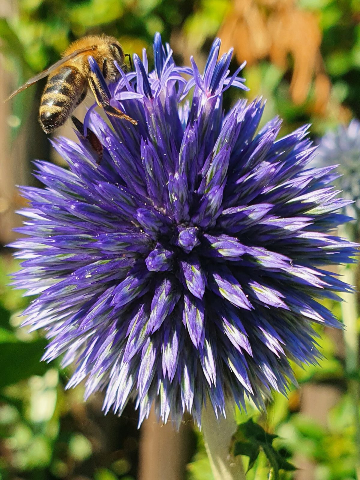 Bienensummen in der Kita Pfiffikus in Plauen