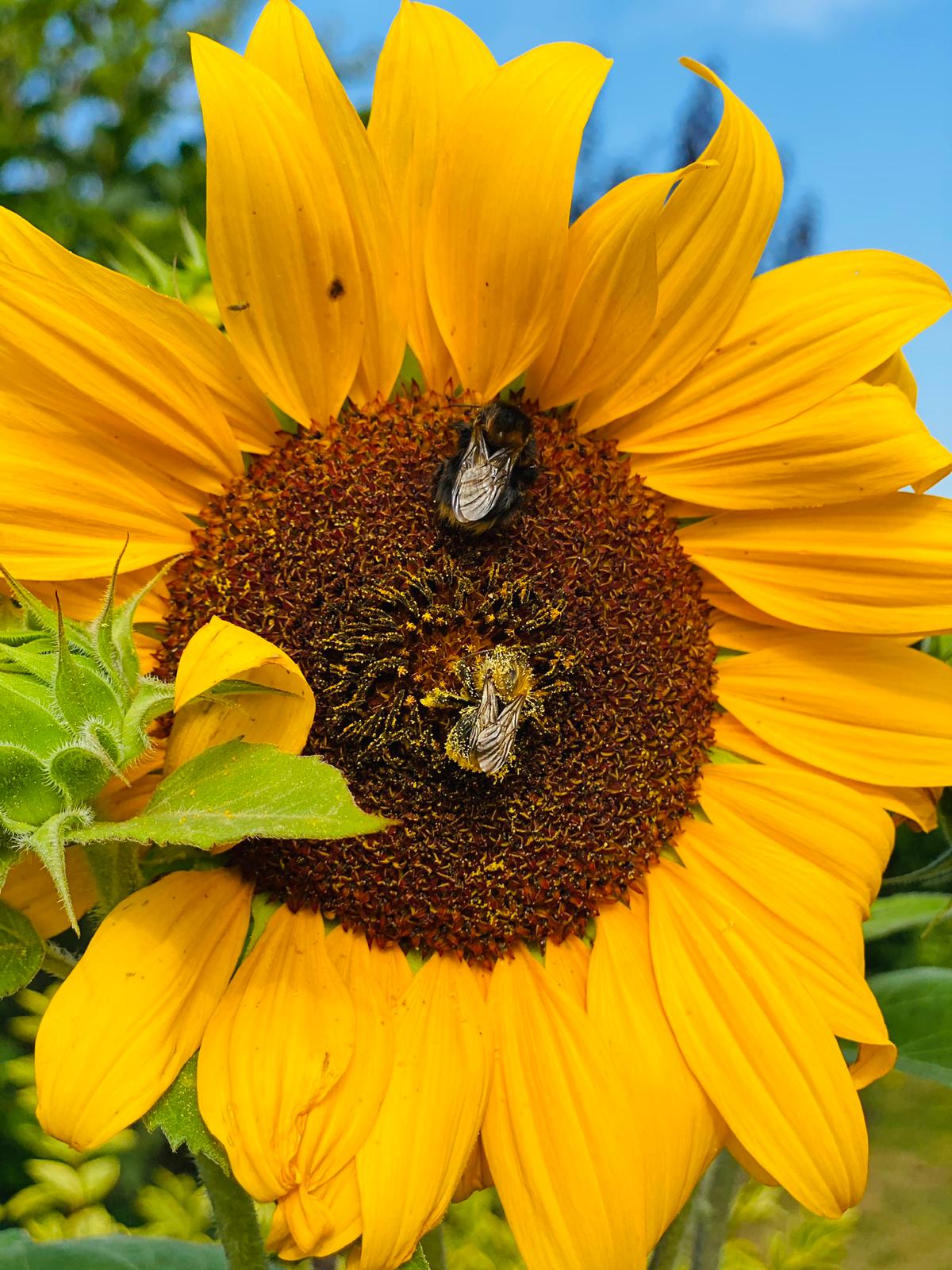 Bienchen und Blümchen