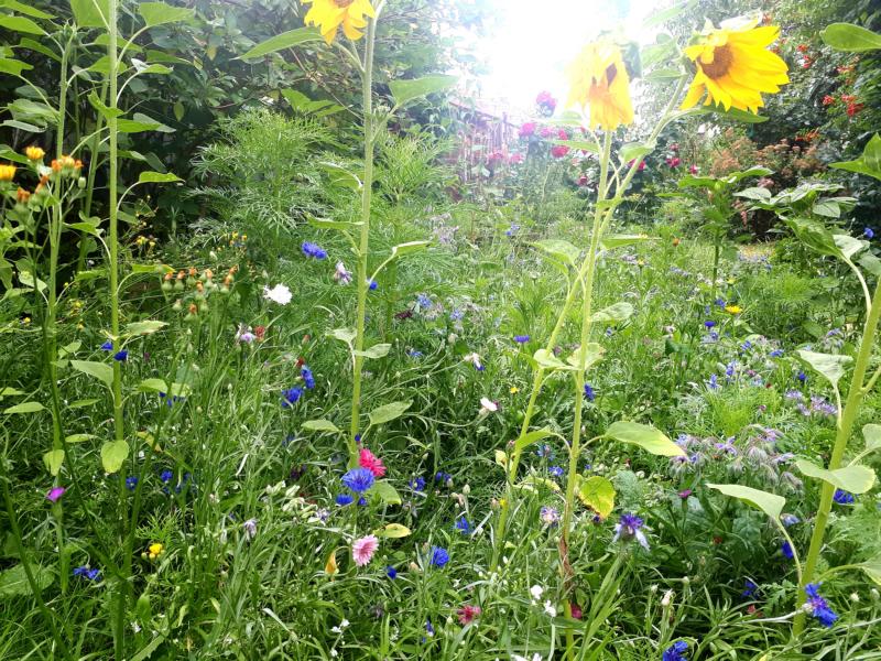 Kleine Wiese für Bienen, Schmetterlinge und andere Insekten