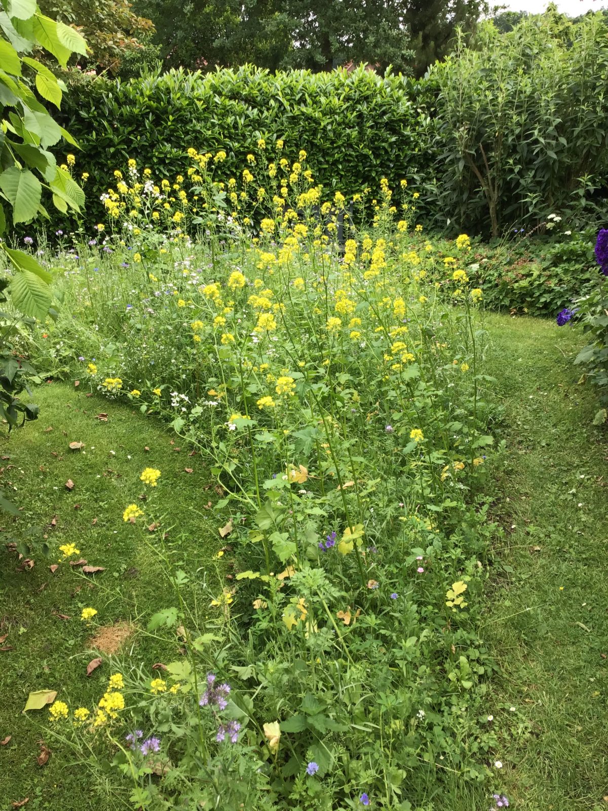 Bienenparadies naturnaher Garten