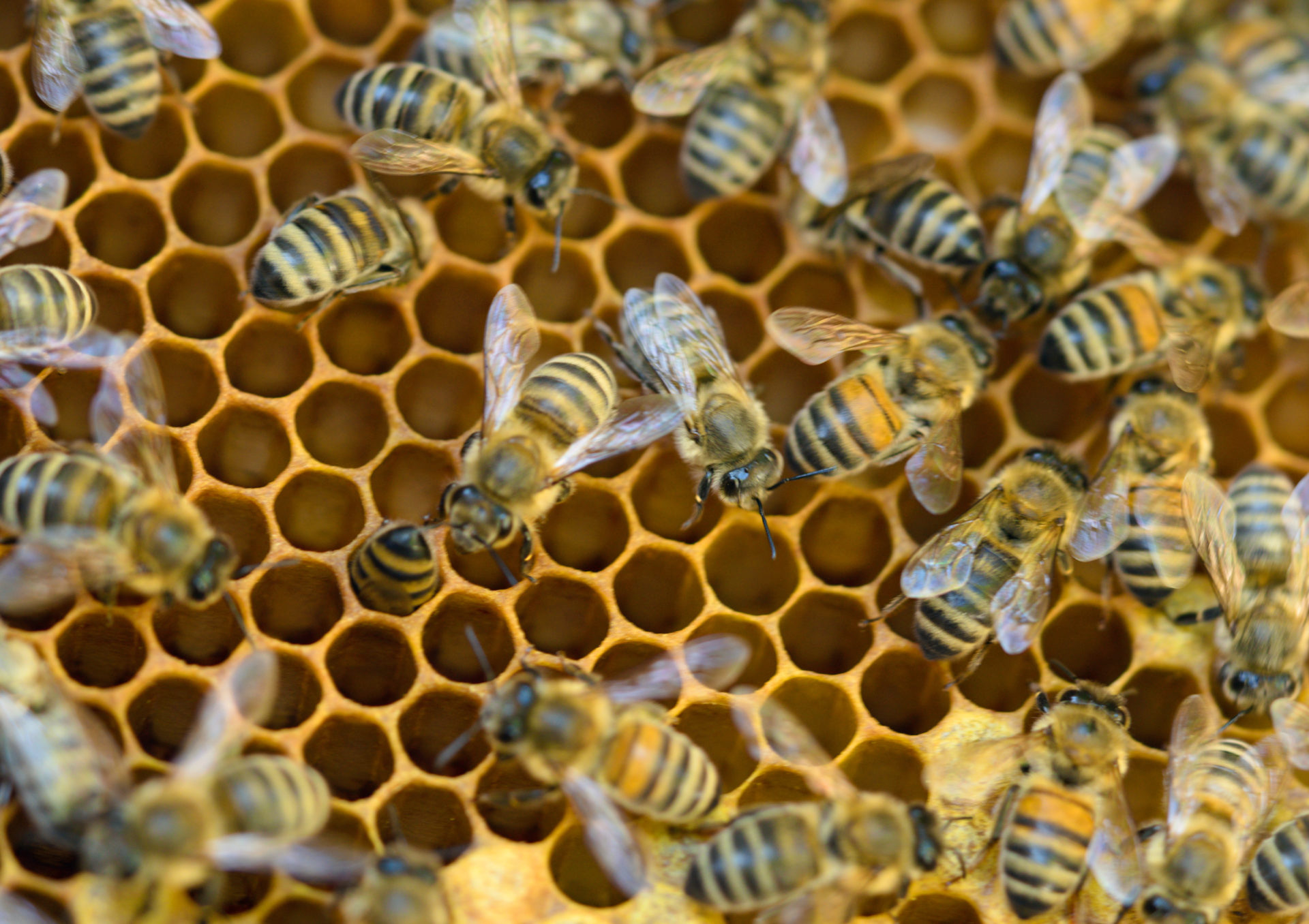 Regenbogen Bienen