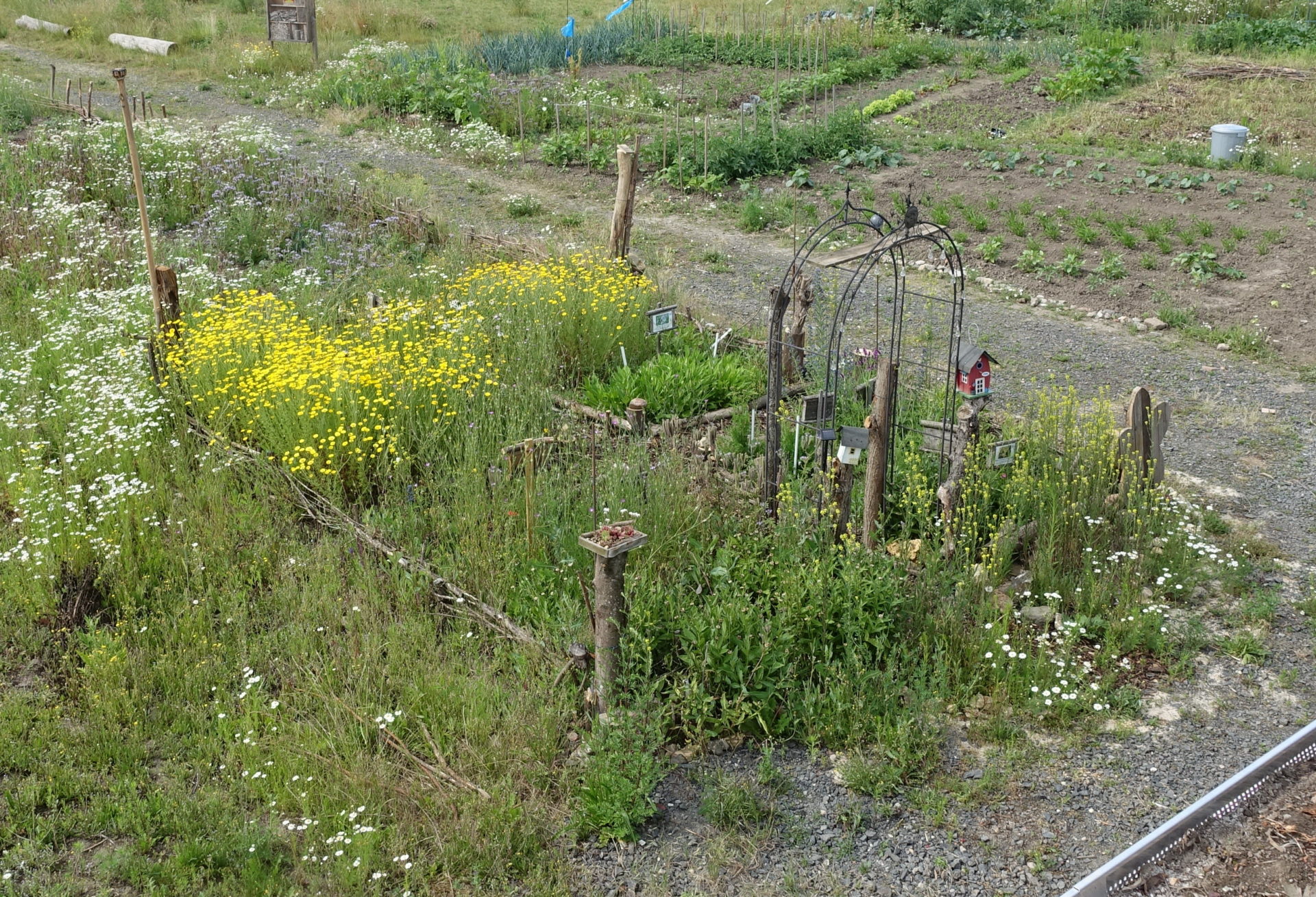 Wildstaudengarten bedrohter Wiesenpflanzenarten