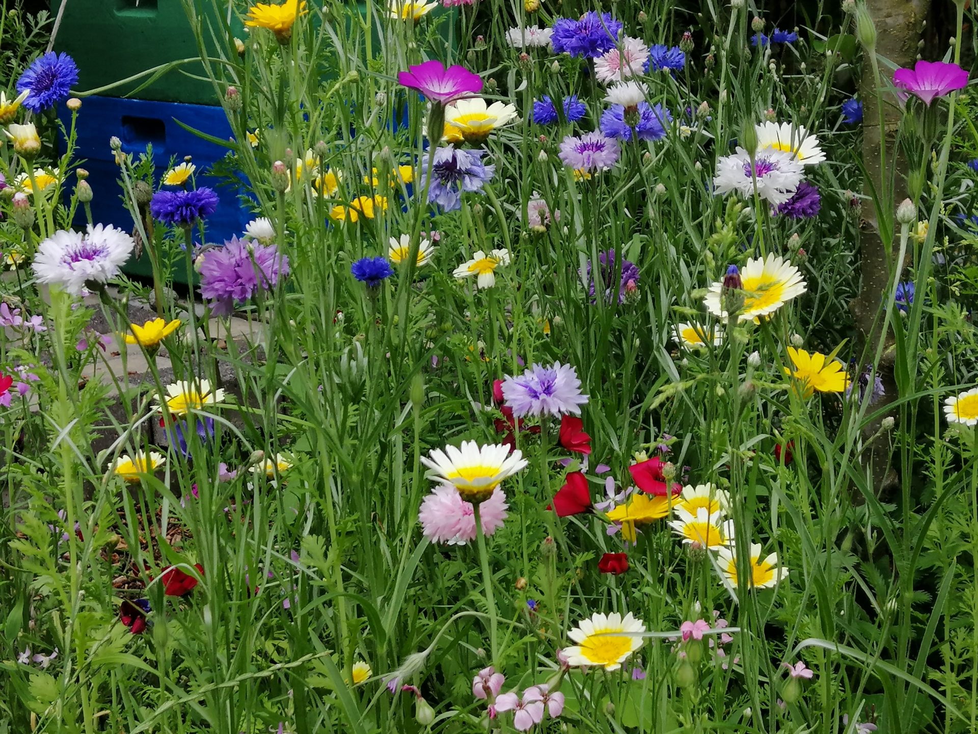 Bienengarten