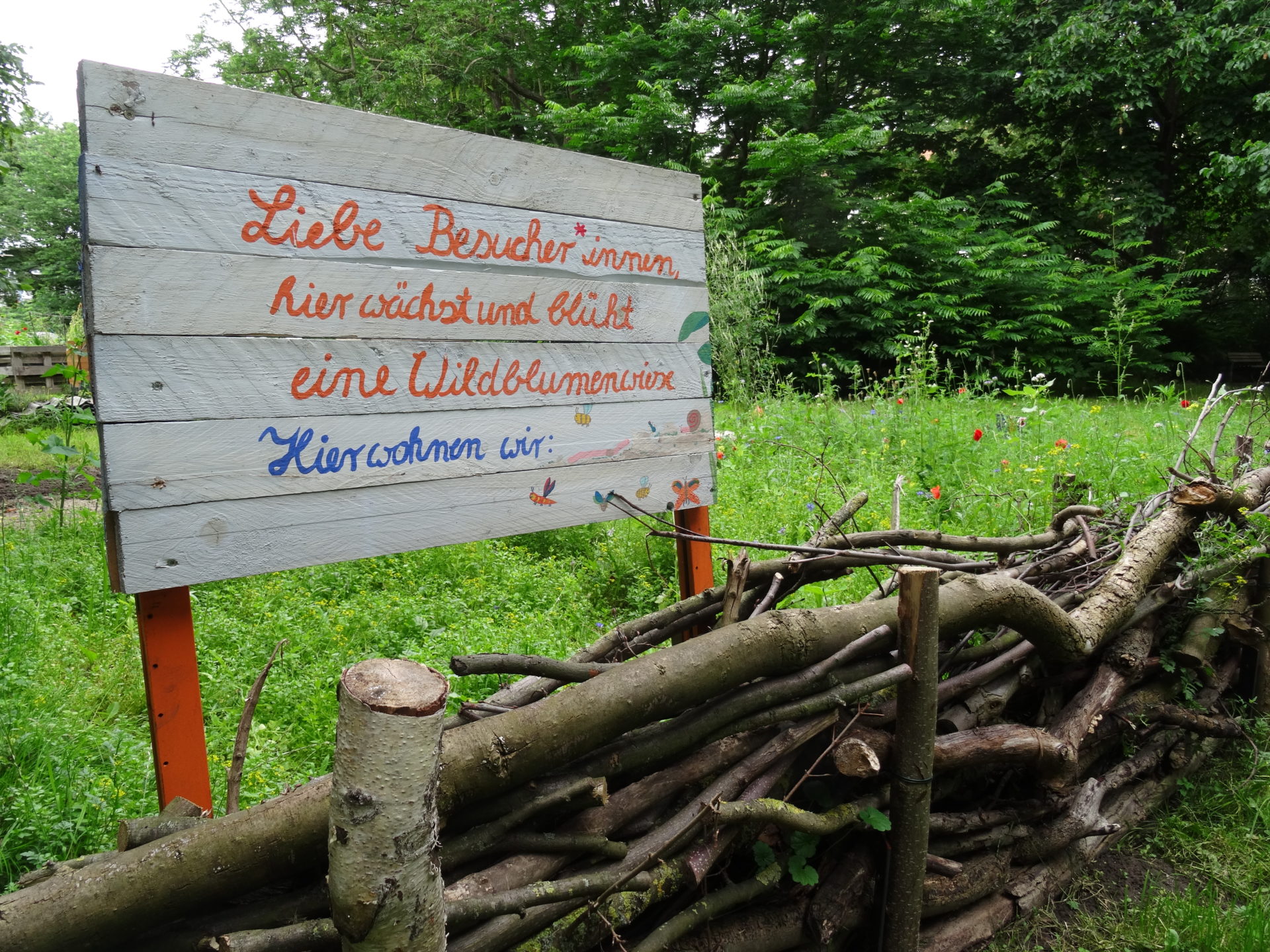Wildblumenwiese im Palettengarten Linden-Nord