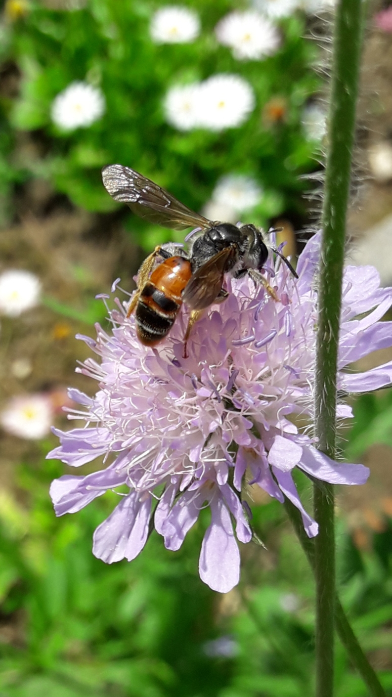 Hortus Erinaceus europaeus – Garten der Igel